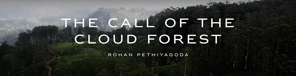 The call of the cloud forest